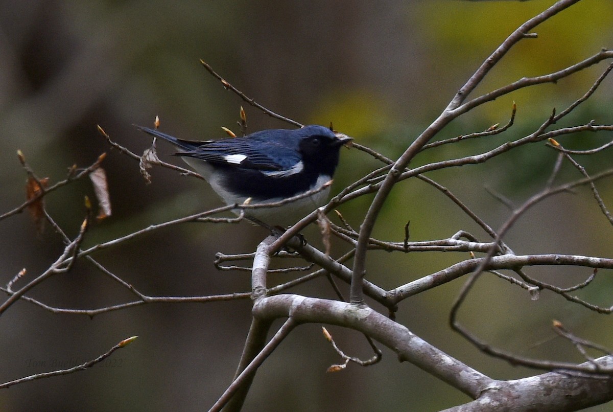 Black-throated Blue Warbler - ML441039331