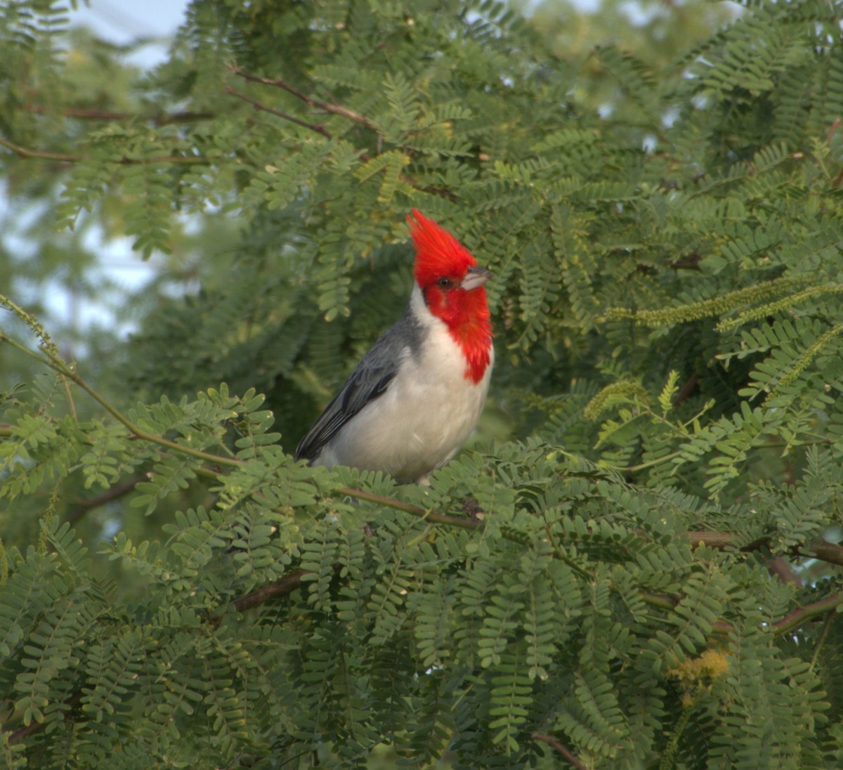 Red-crested Cardinal - Joe Heinlein