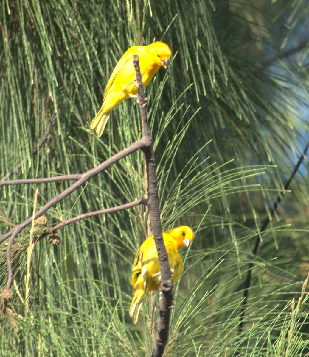 Saffron Finch - ML441039591