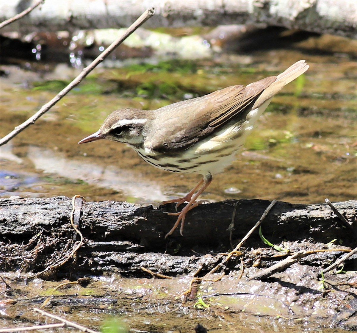 Louisiana Waterthrush - Mike Riley