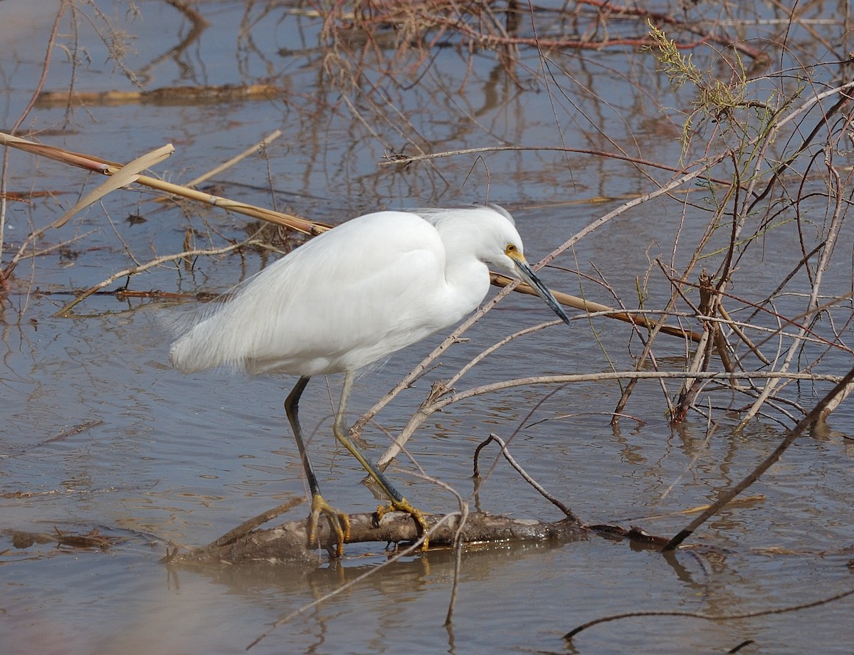 Snowy Egret - ML441039821