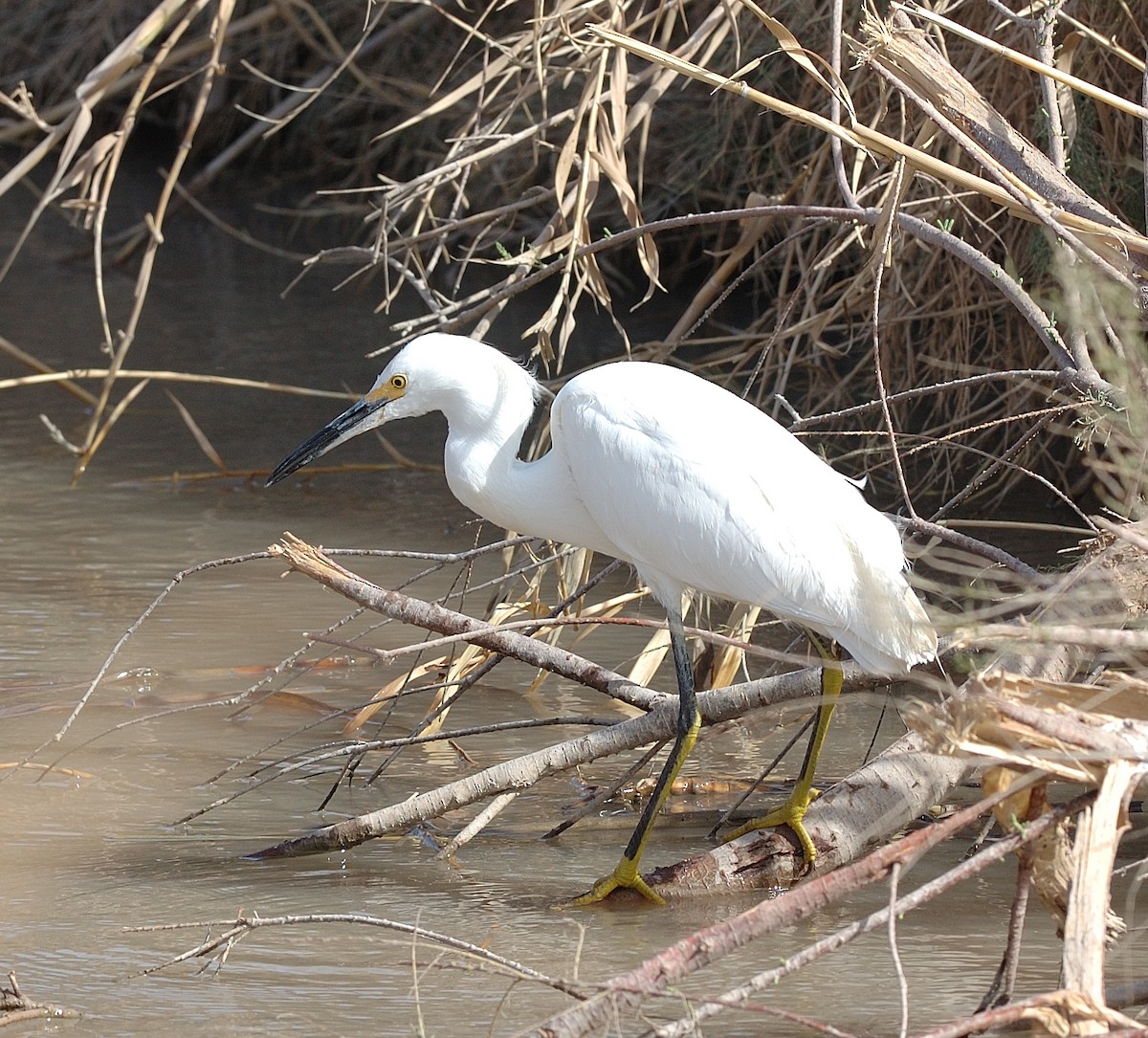 Snowy Egret - ML441039851