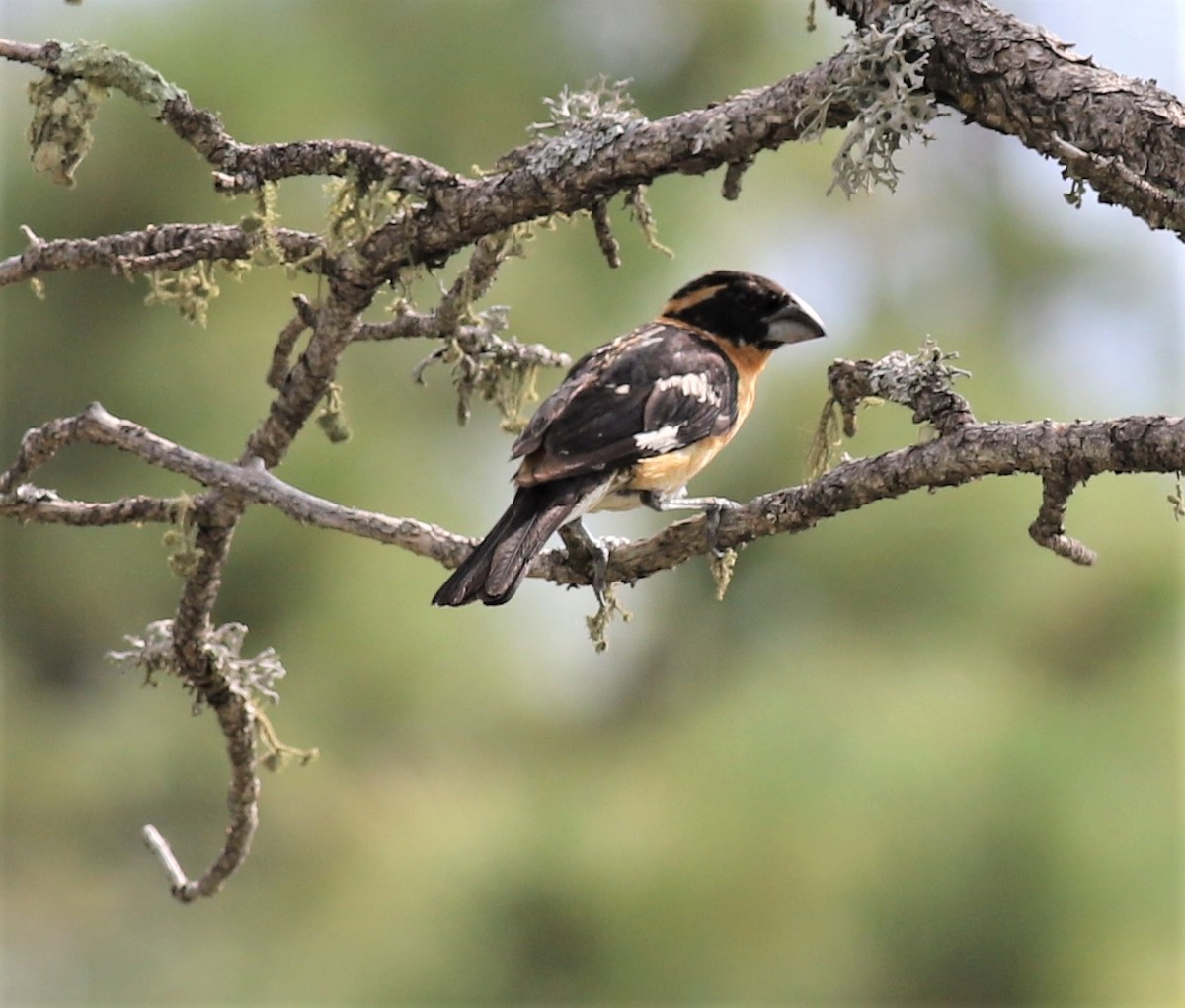 Black-headed Grosbeak - ML441040191