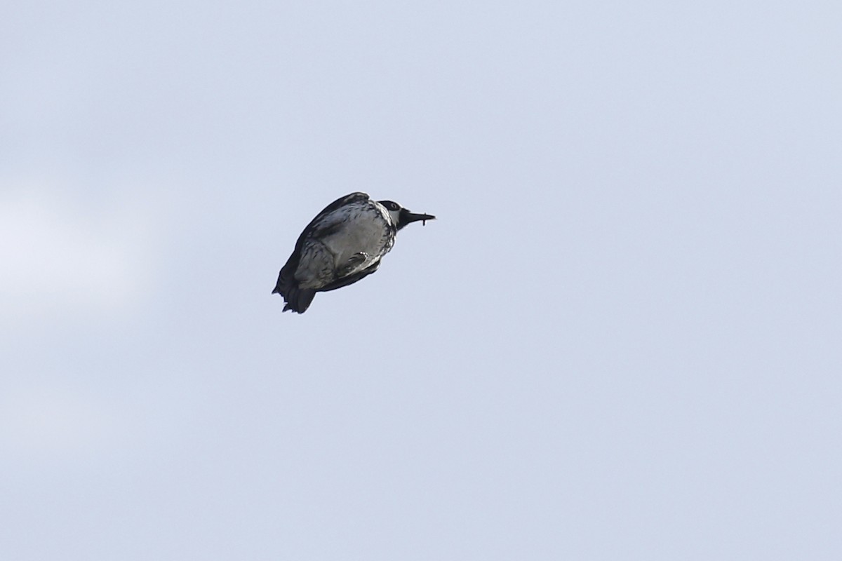 Acorn Woodpecker - ML441040481