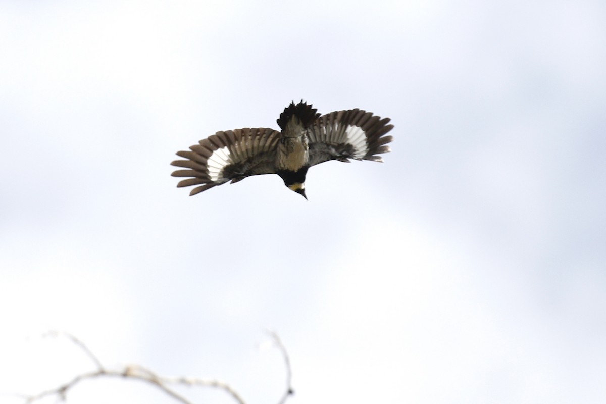 Acorn Woodpecker - ML441040491