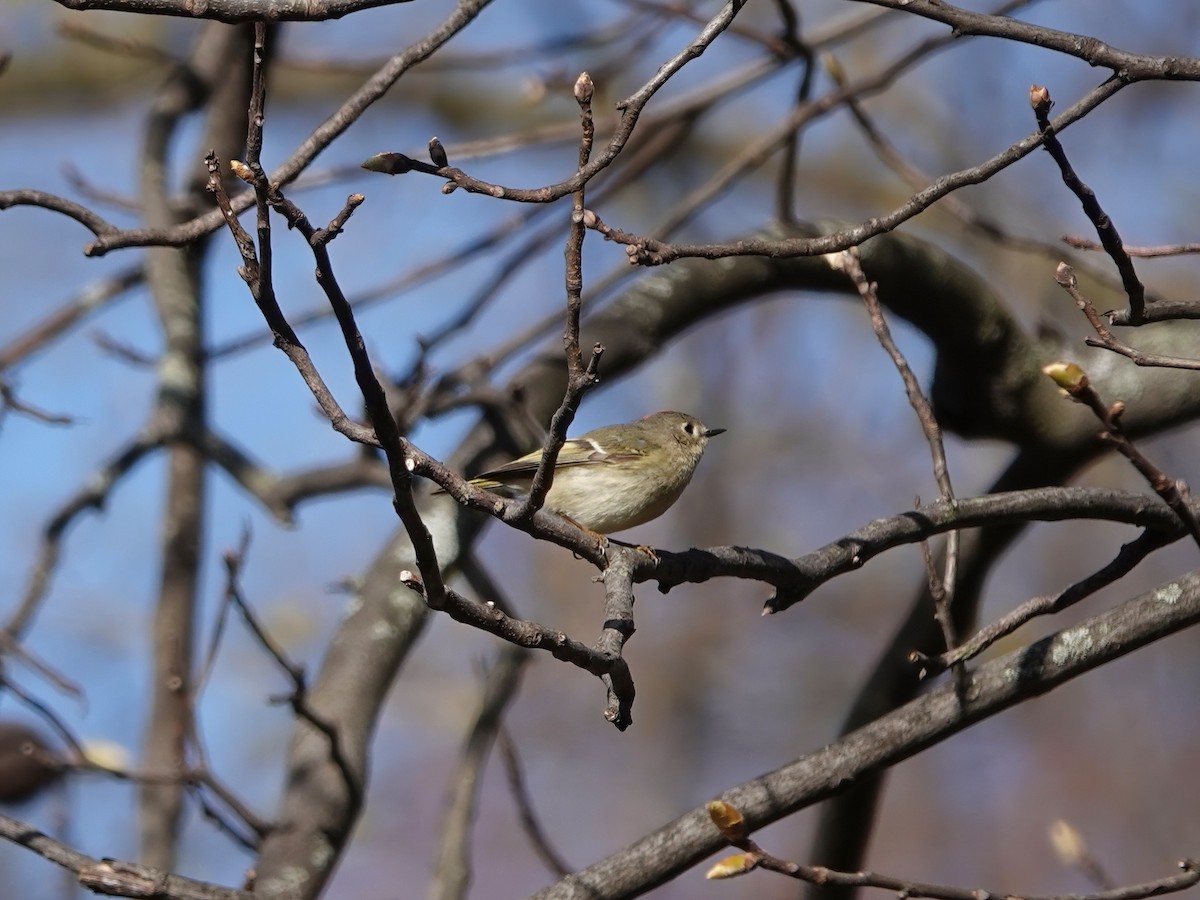 Roitelet à couronne rubis - ML441040711