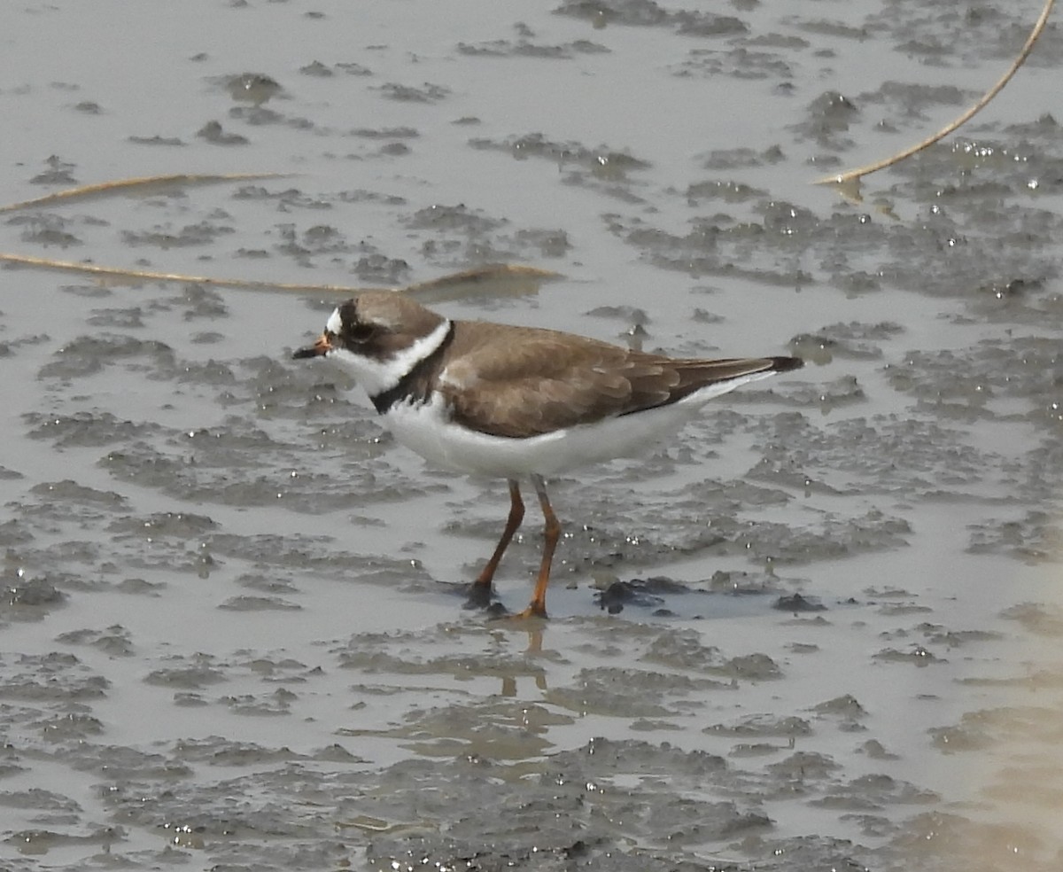Semipalmated Plover - ML441041941