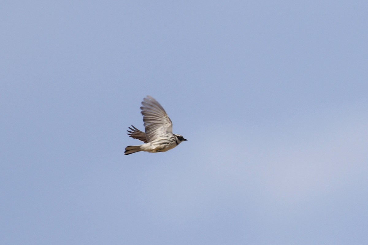 Black-throated Gray Warbler - Ted Keyel