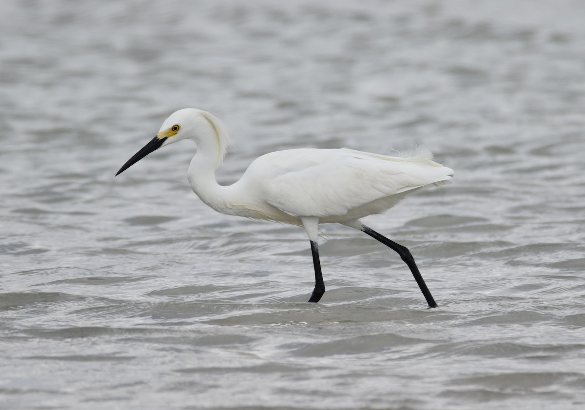 Snowy Egret - ML441043491