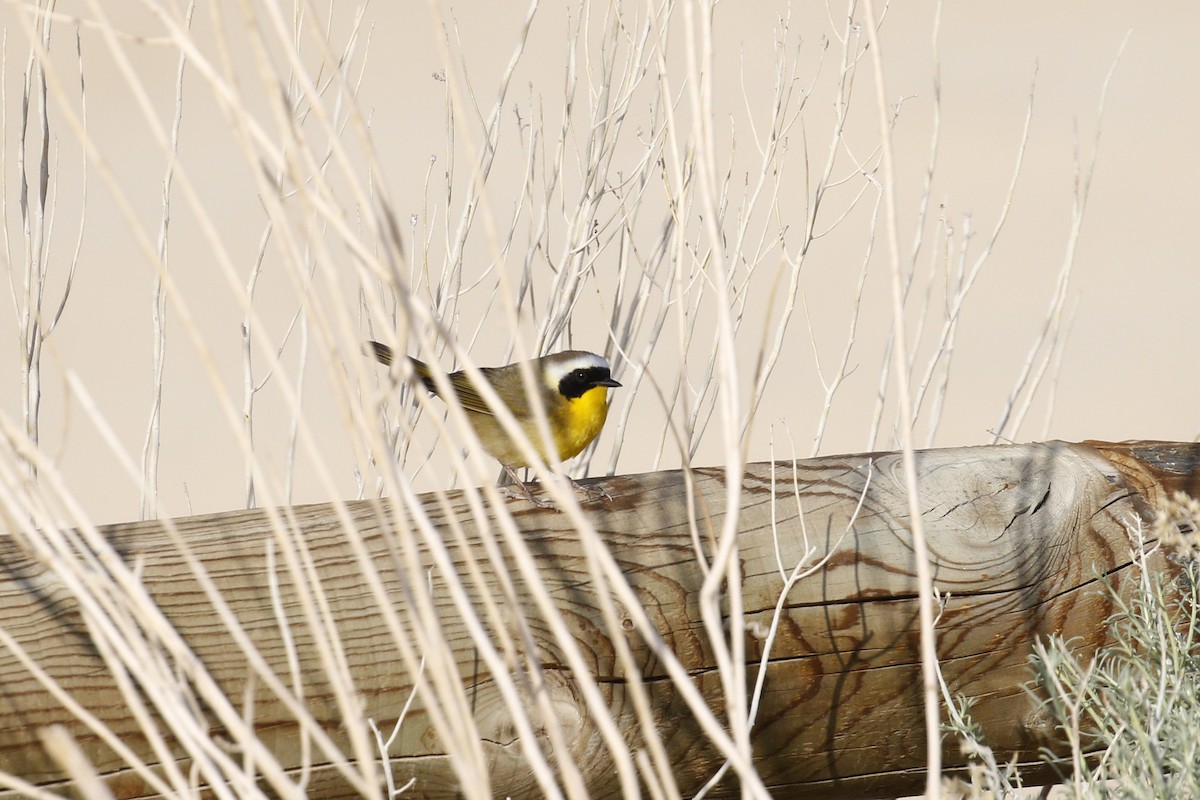 Common Yellowthroat - ML441043631