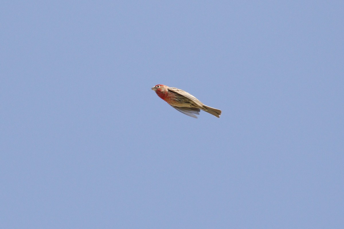 House Finch - ML441043871