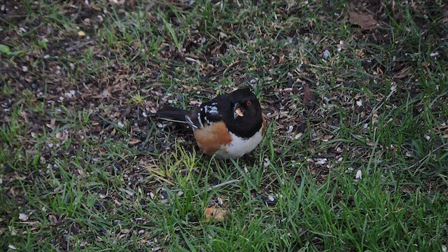 Spotted Towhee - ML441044251