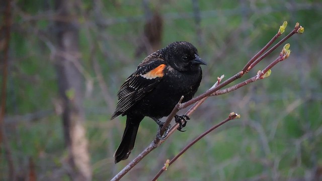 Red-winged Blackbird - ML441044331