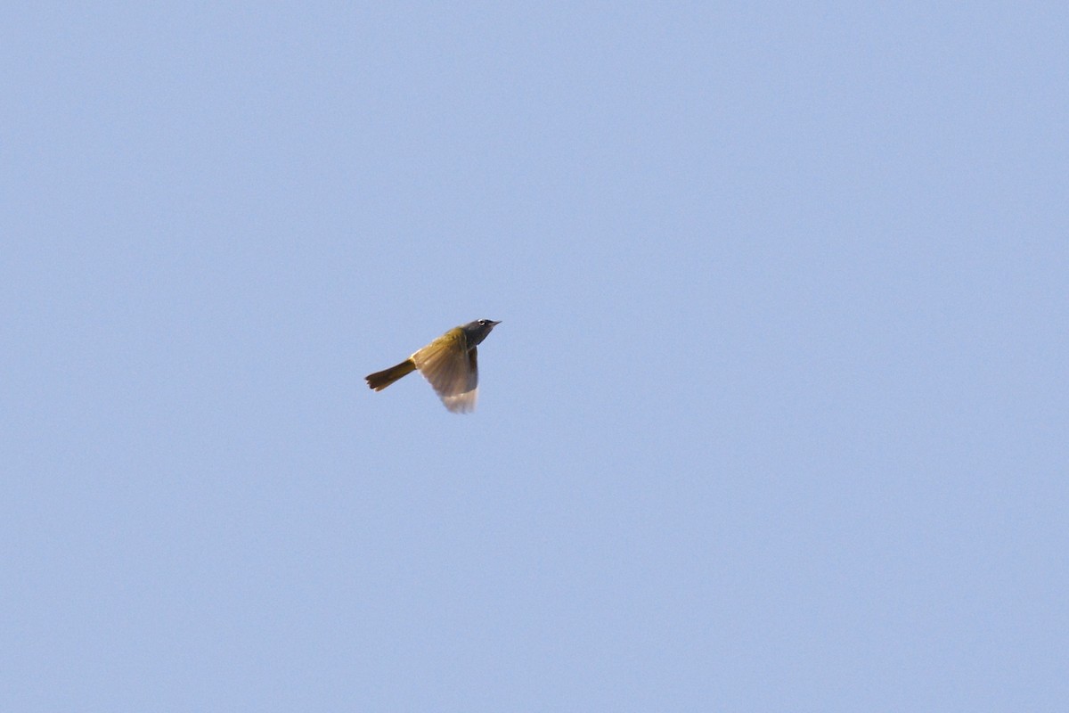 MacGillivray's Warbler - ML441044351