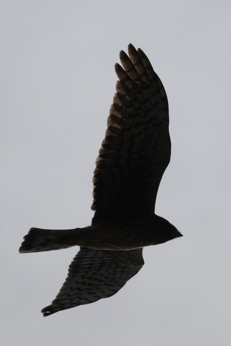 Northern Harrier - ML441044541