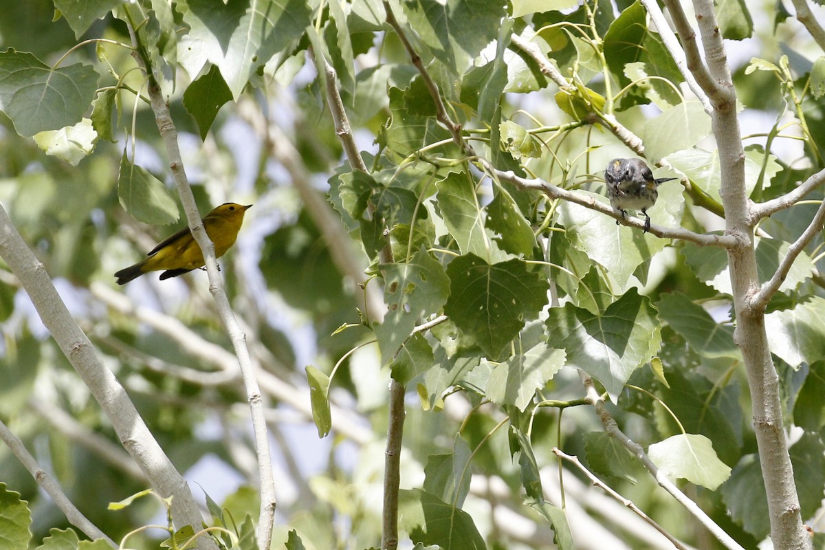 Yellow-rumped Warbler (Myrtle) - ML441044581