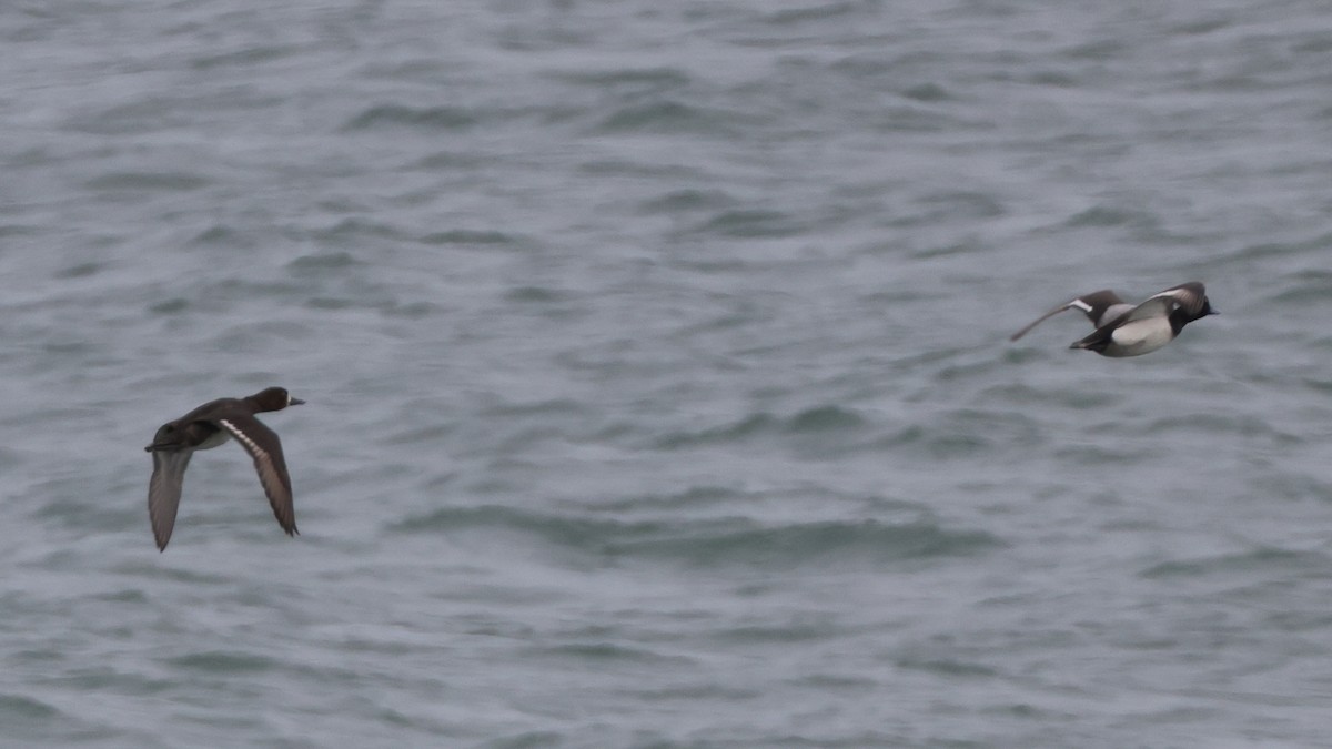 Lesser Scaup - ML441045481