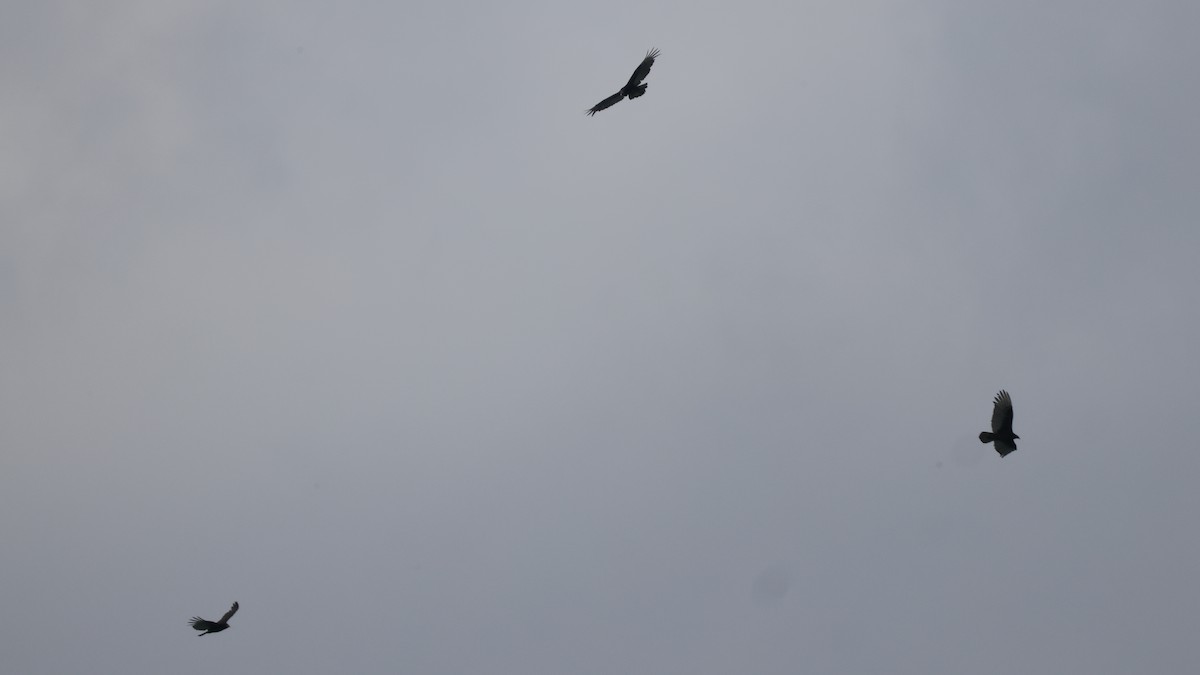Turkey Vulture - ML441046231