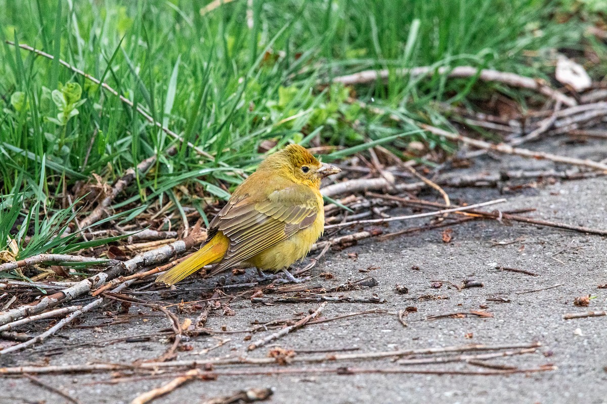 Summer Tanager - Dennis Thomas