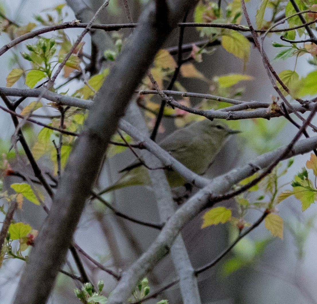 Orange-crowned Warbler - Dan Miller