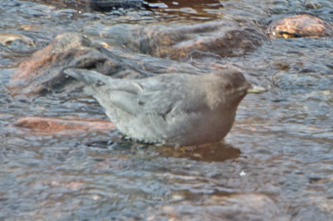 American Dipper - ML44104991
