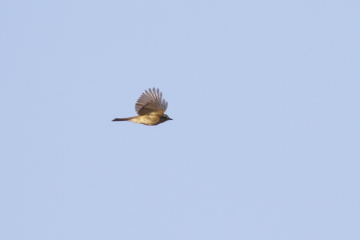 Empidonax sp. - Ted Keyel