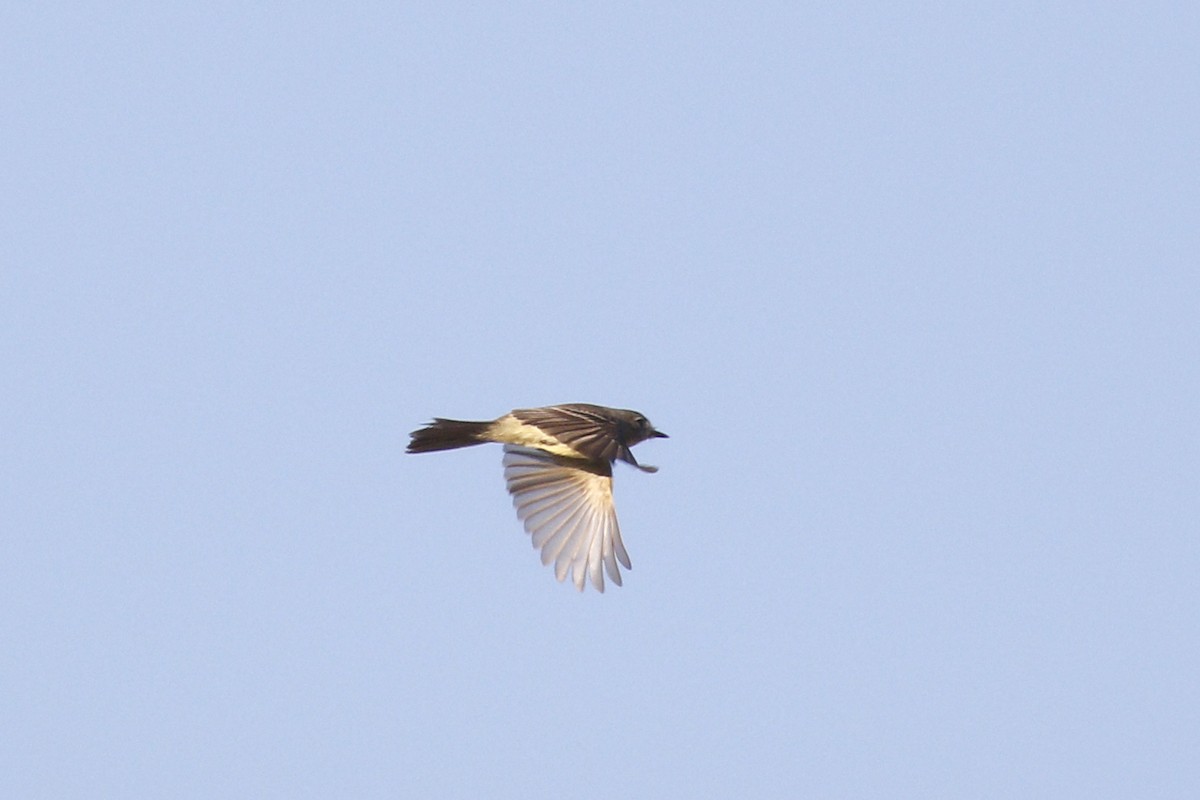 Mosquero sp. (Empidonax sp.) - ML441050011