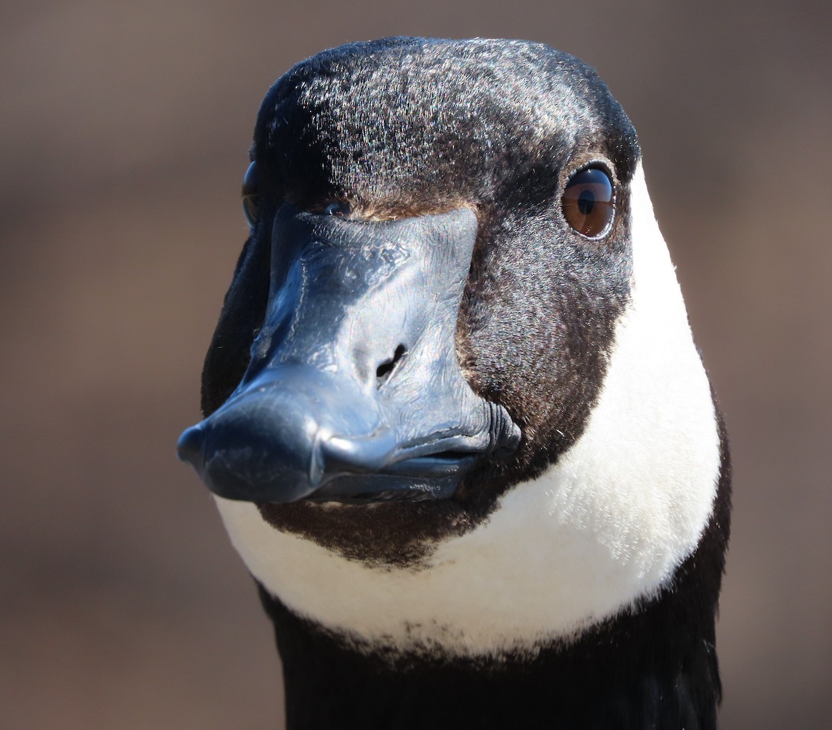 Bernache du Canada - ML441050251