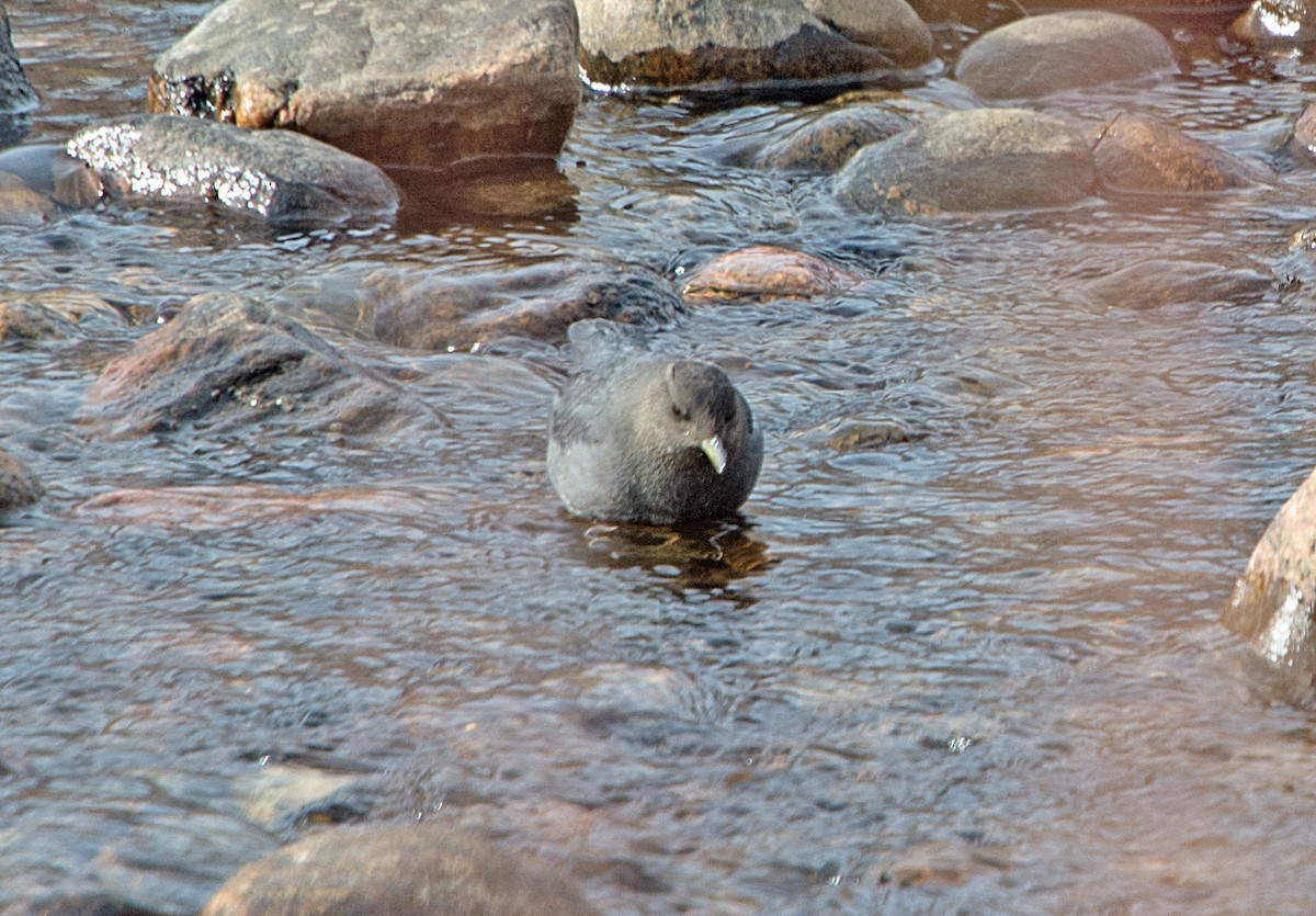 American Dipper - ML44105051