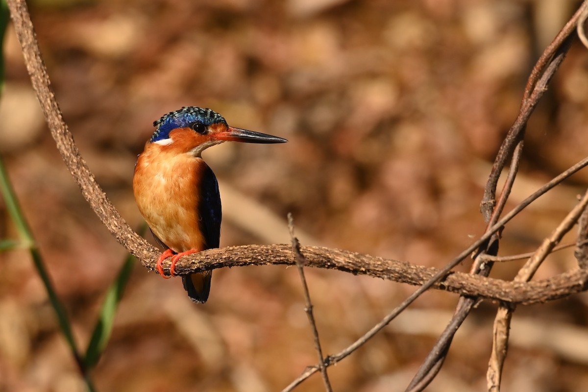 Malagasy Kingfisher - Anonymous