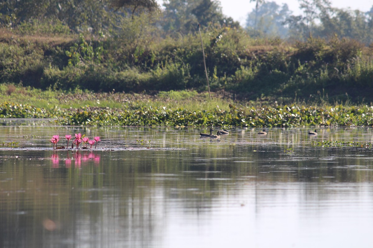 Gadwall - ML44105121