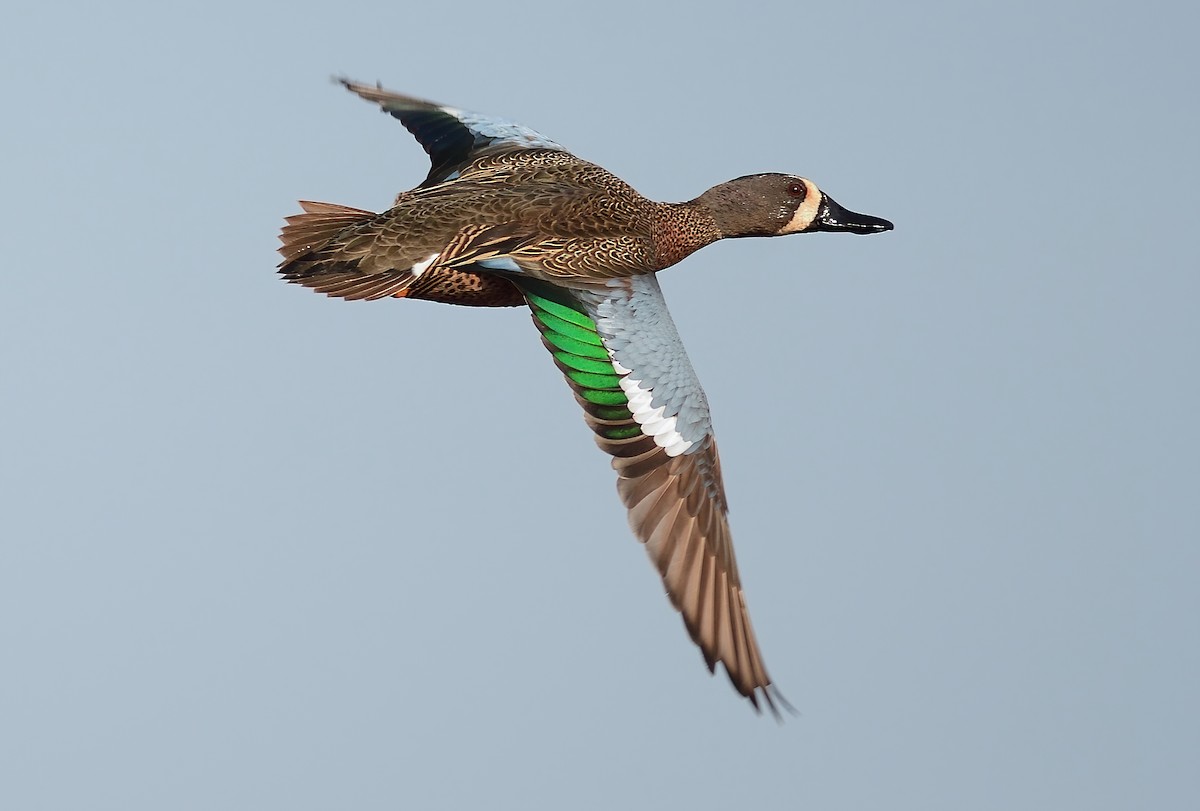 Blue-winged Teal - ML441051801