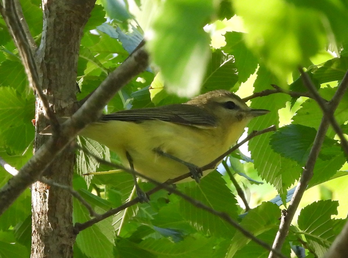 Philadelphia Vireo - ML441052171