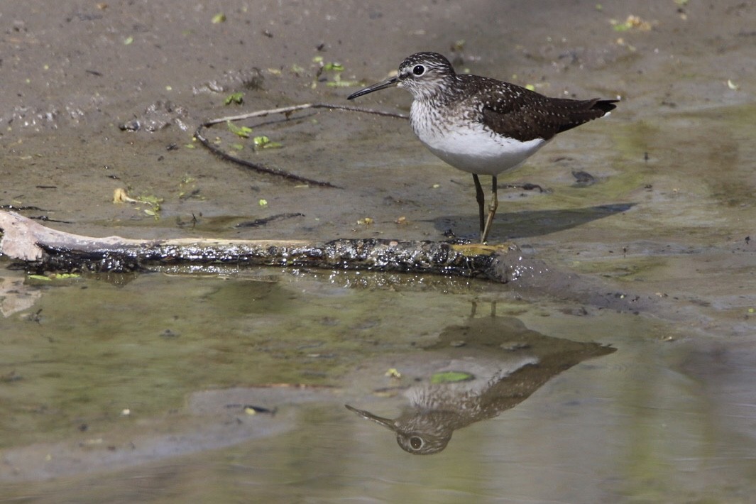 コシグロクサシギ - ML441052771