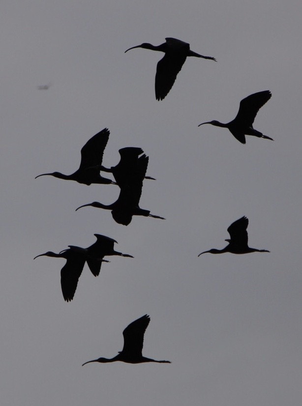 ブロンズトキ／カオジロブロンズトキ - ML441053021