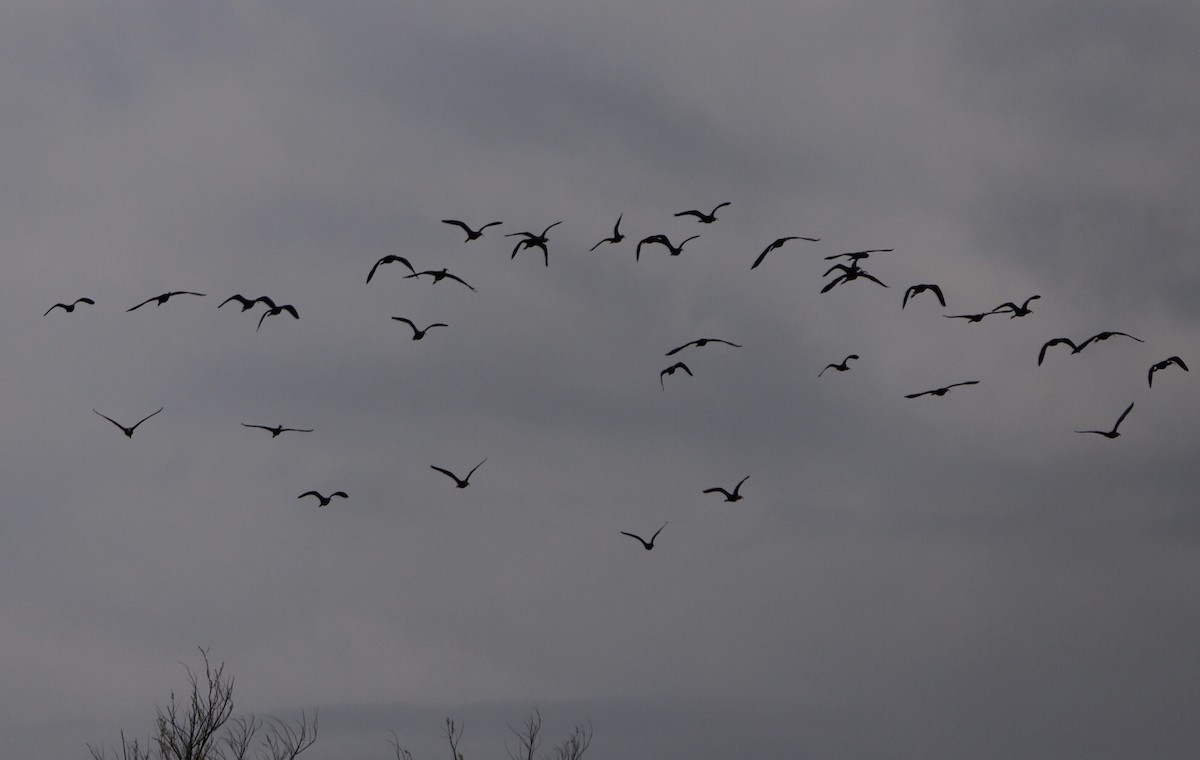 ブロンズトキ／カオジロブロンズトキ - ML441053031