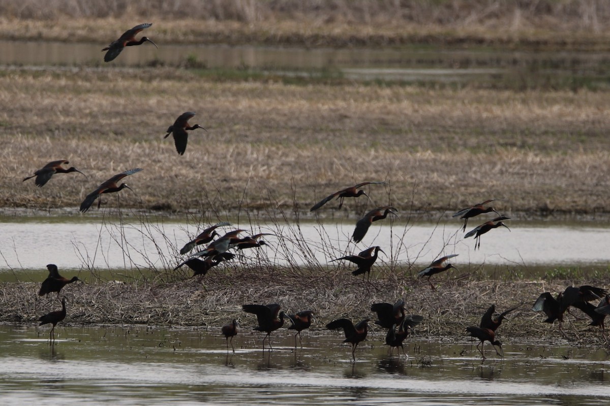 ブロンズトキ／カオジロブロンズトキ - ML441053041