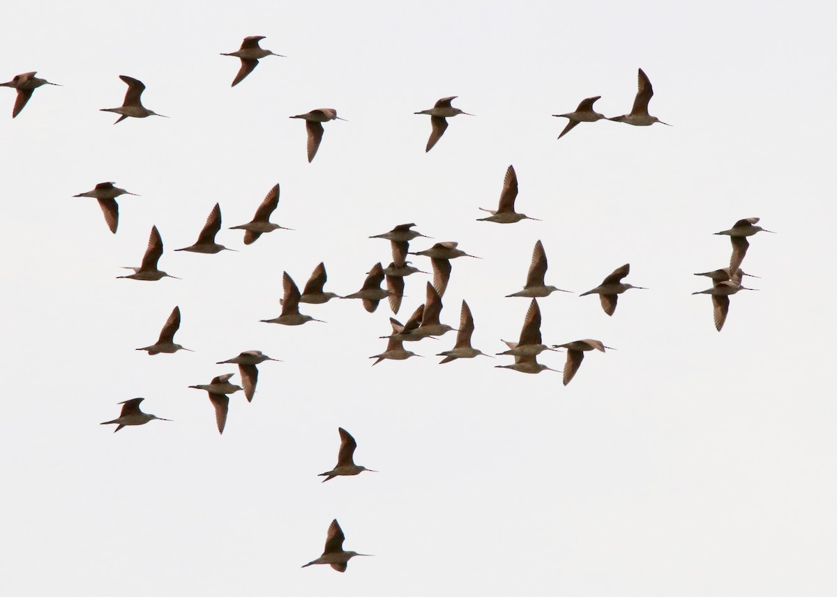 Marbled Godwit - Chris & Holly Marr