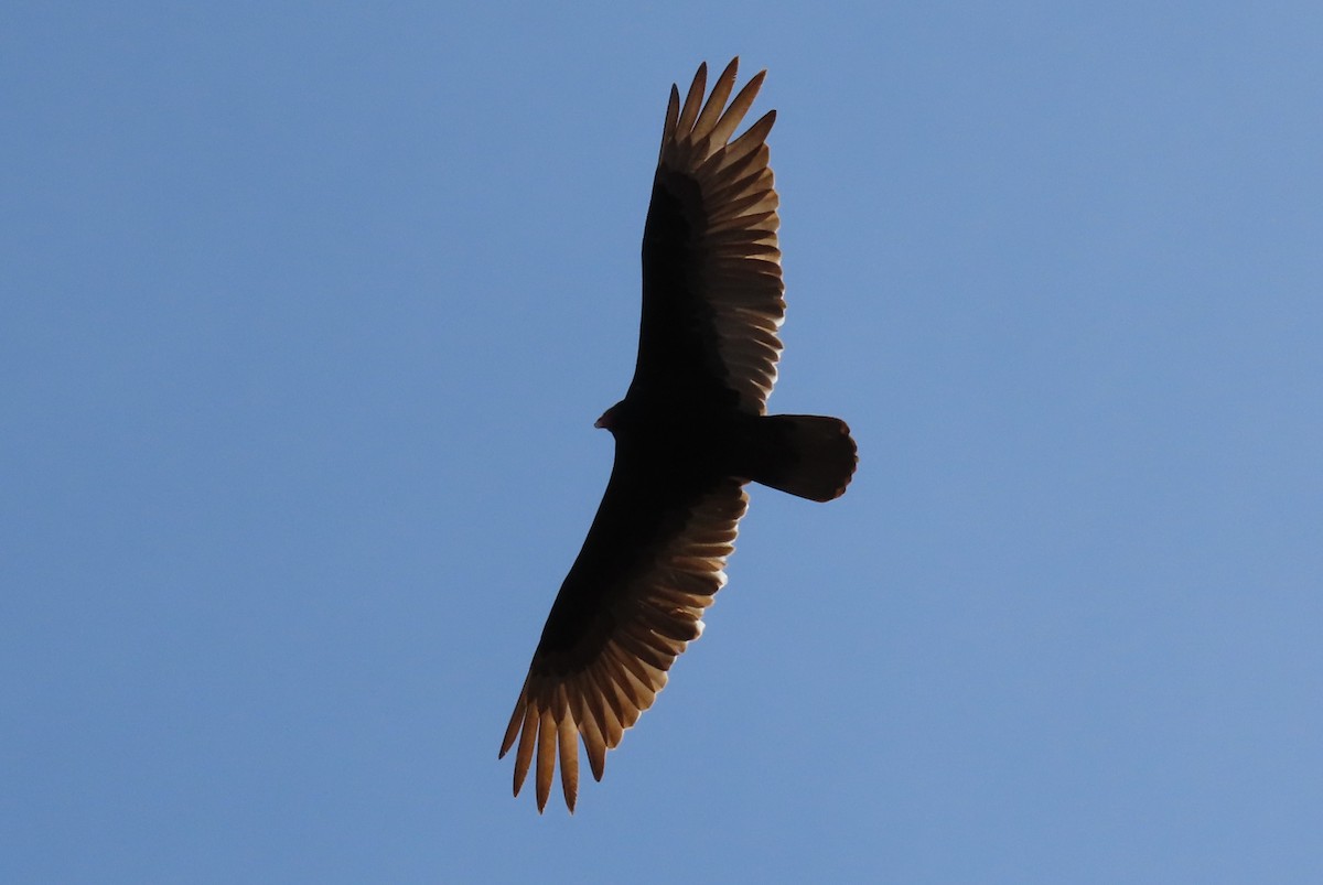 Turkey Vulture - ML441053321