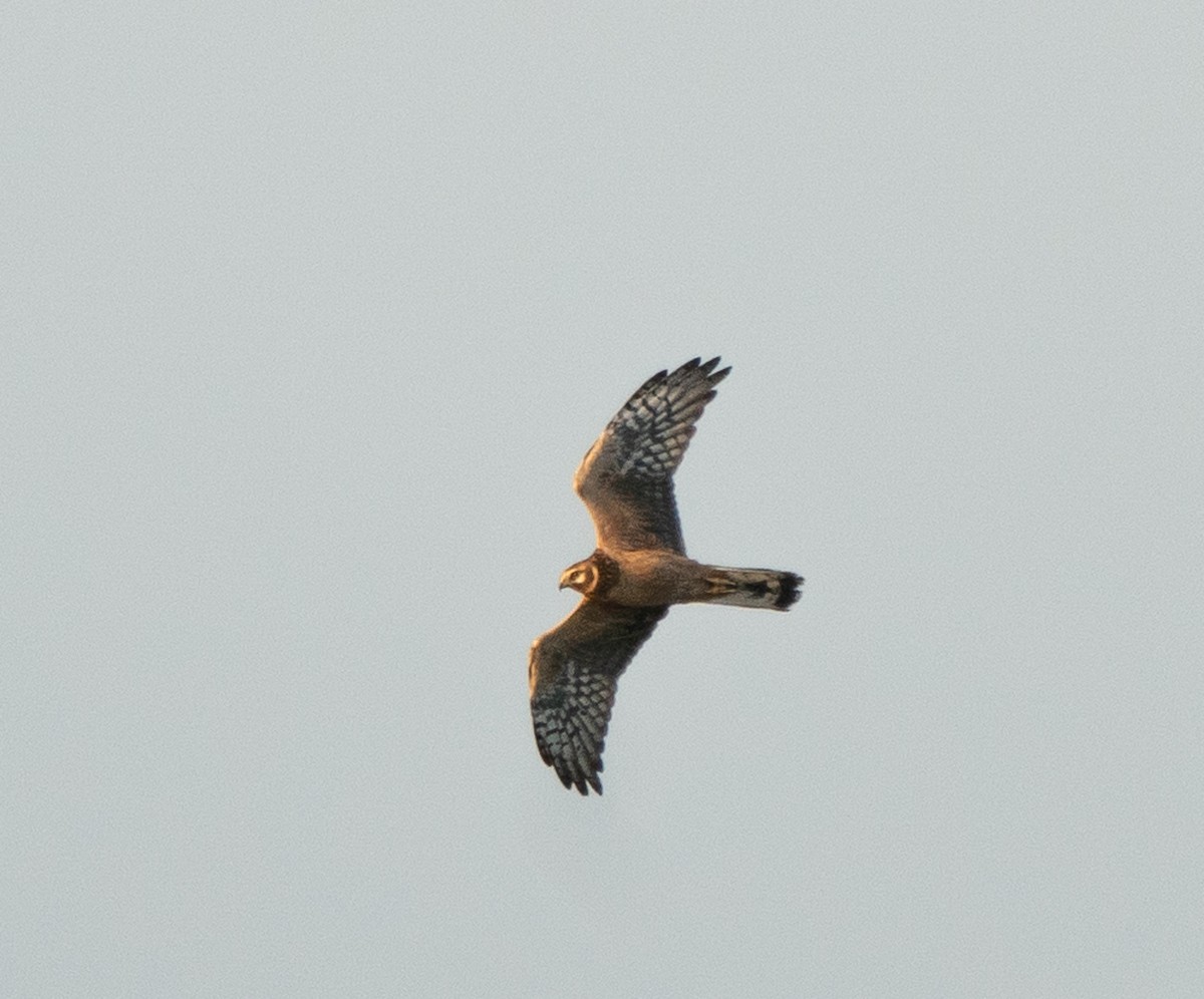 Pallid Harrier - ML441054021