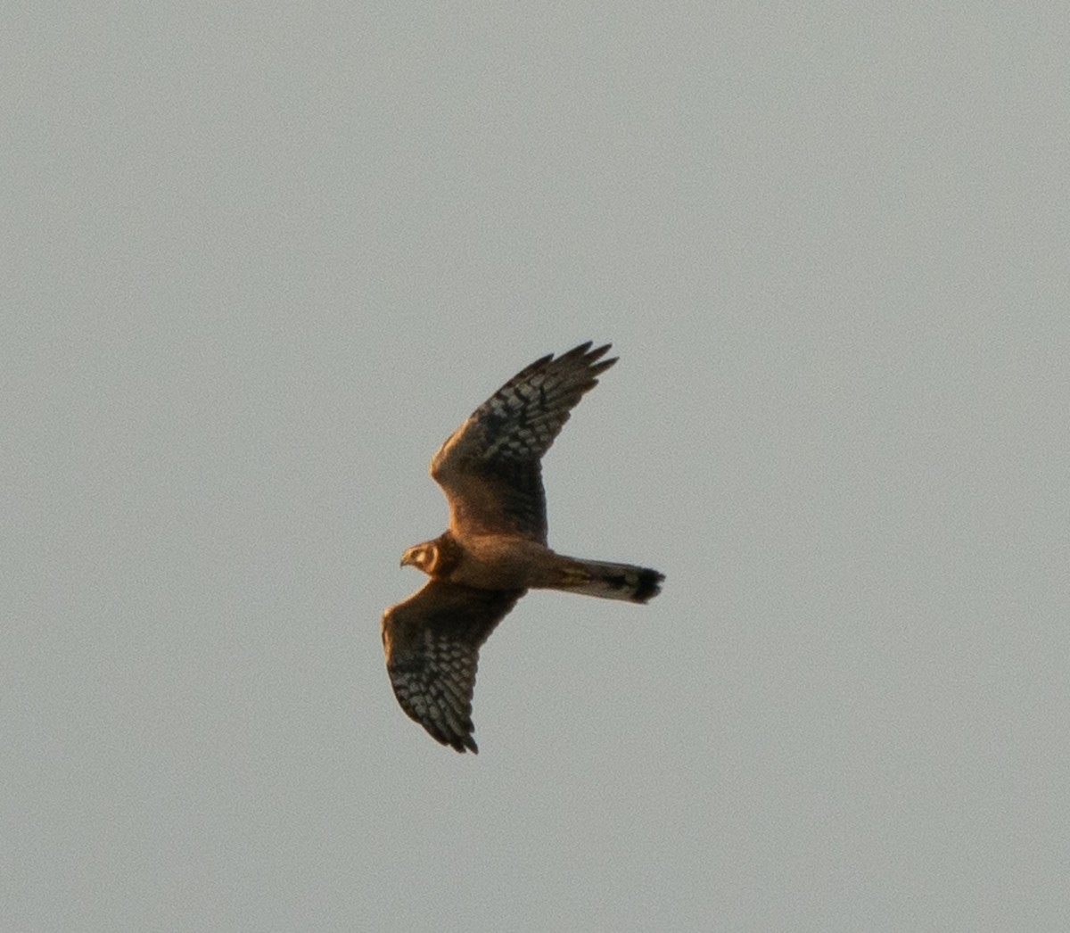 Pallid Harrier - ML441054051