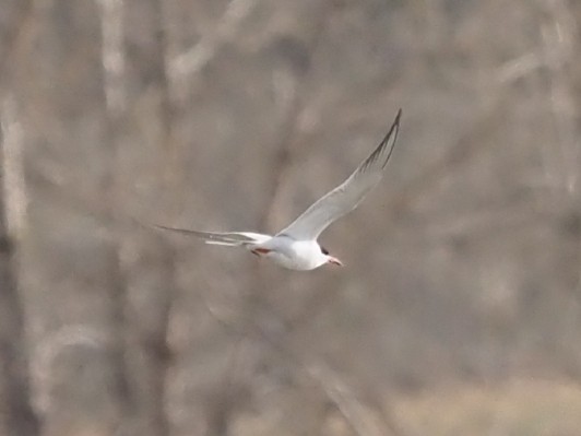 Forster's Tern - ML441054171