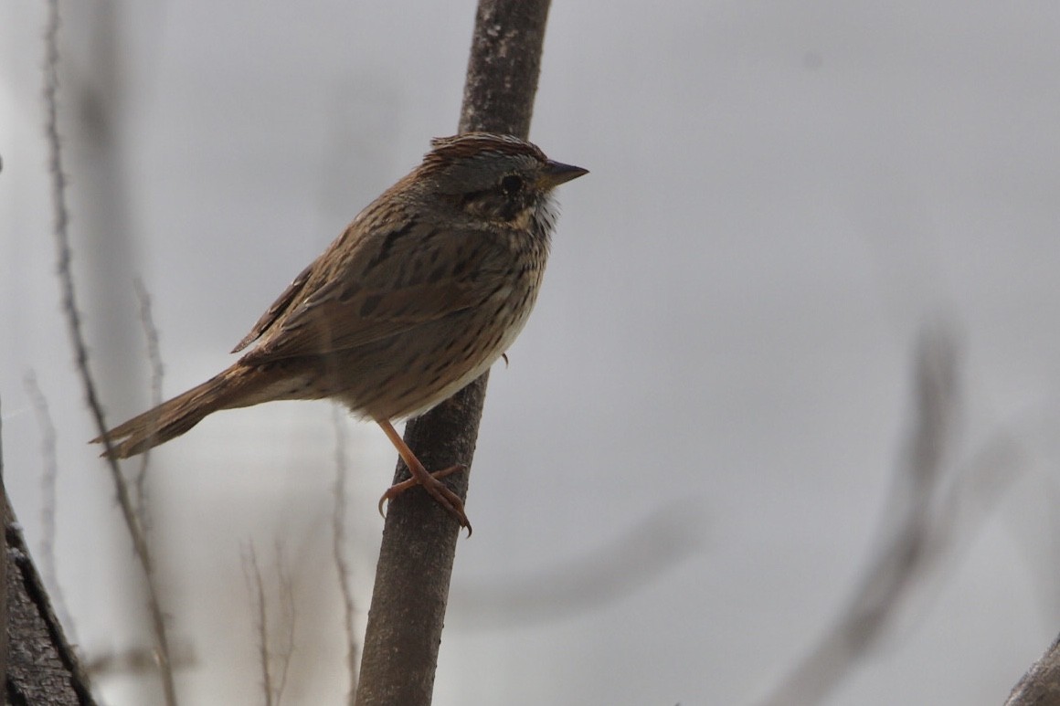 ヒメウタスズメ - ML441054281