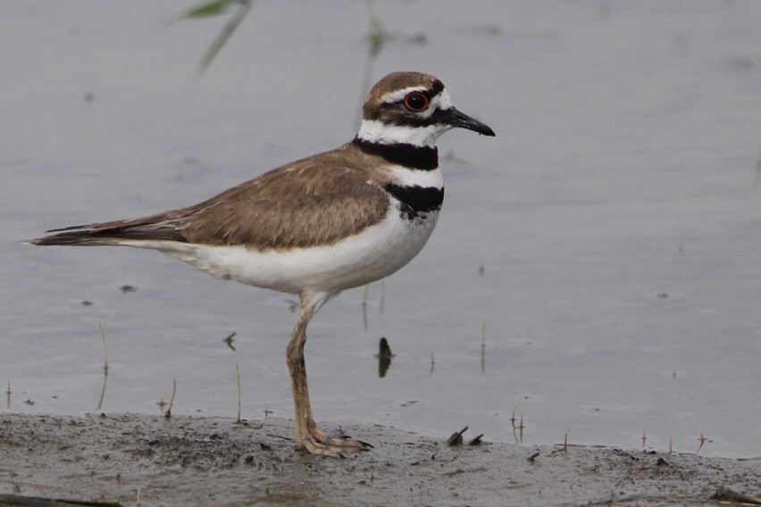 フタオビチドリ - ML441054461