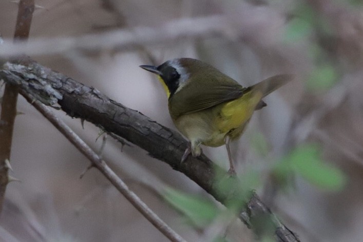 カオグロアメリカムシクイ - ML441054941