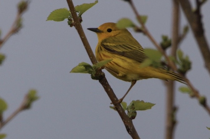 Northern Yellow Warbler - ML441055161