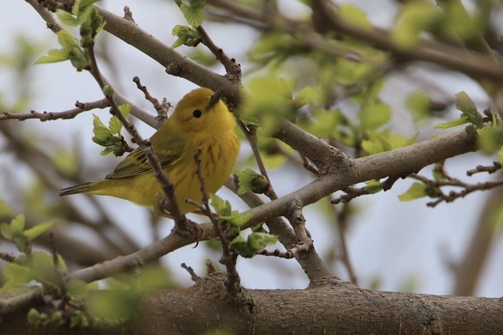 Northern Yellow Warbler - ML441055171