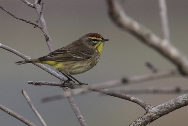 ヤシアメリカムシクイ - ML441055621