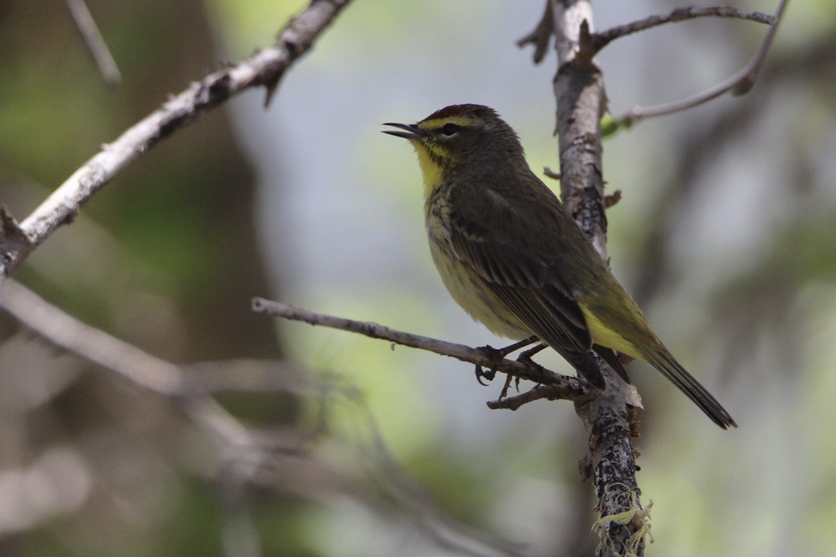 ヤシアメリカムシクイ - ML441055631