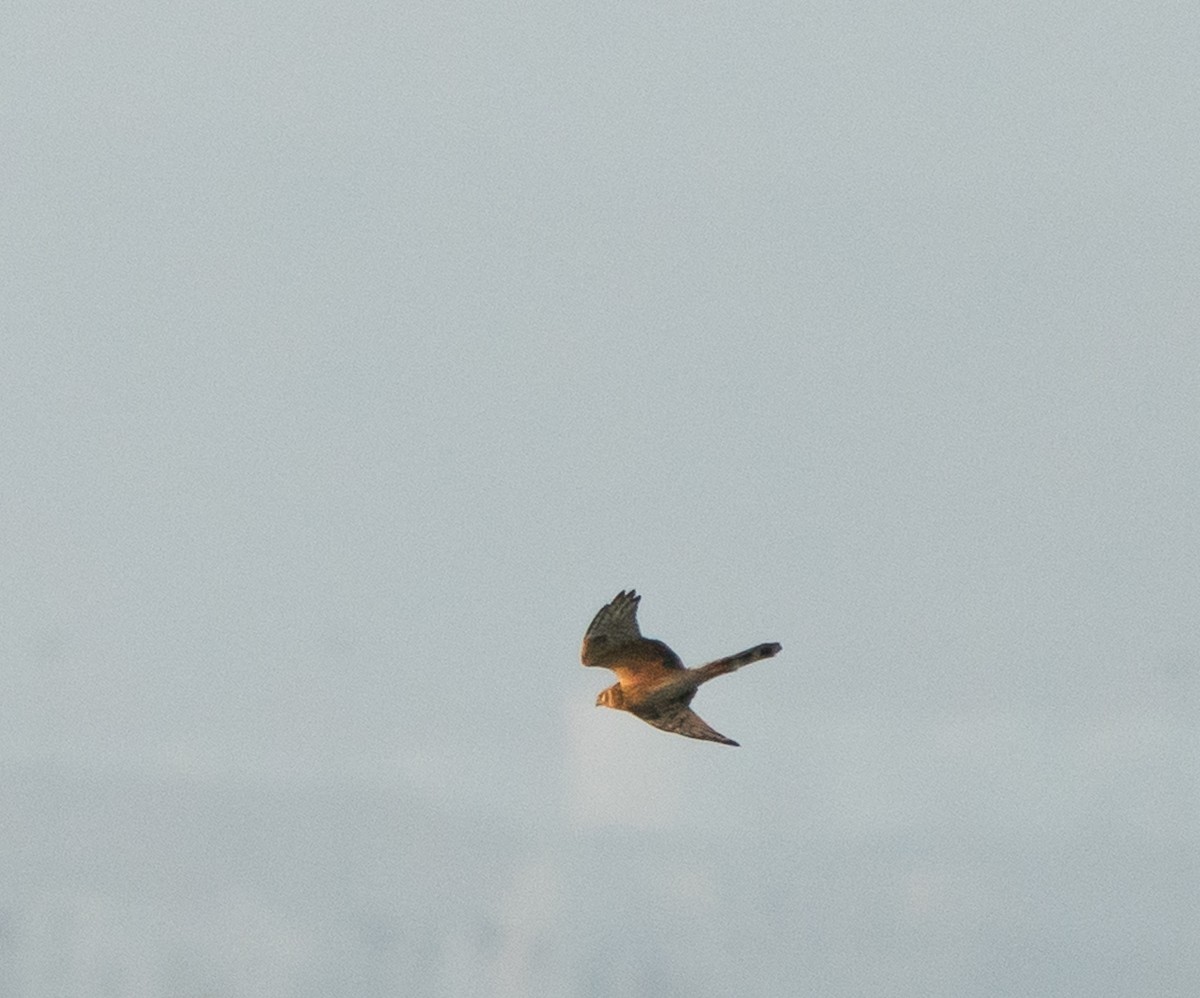 Pallid Harrier - ML441055711